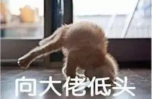 猫咪表情包你是要讲道理,还是要我