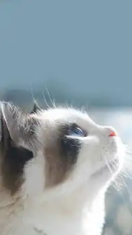 请问谁有这个猫的原图