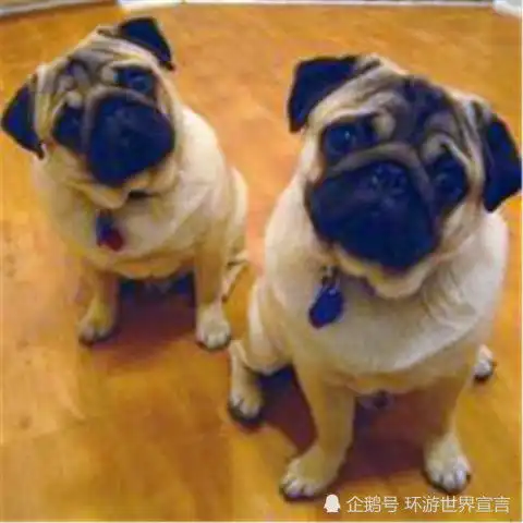 狗狗为什么会歪头看你答案令你想不到
