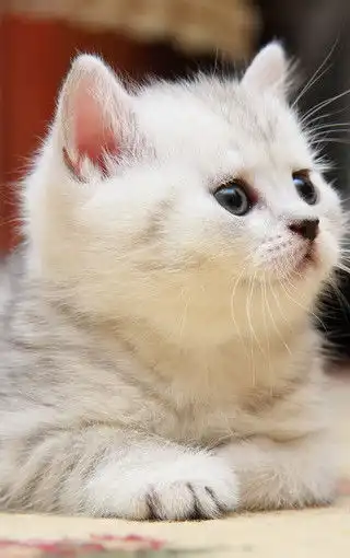 高清萌猫手机壁纸图片
