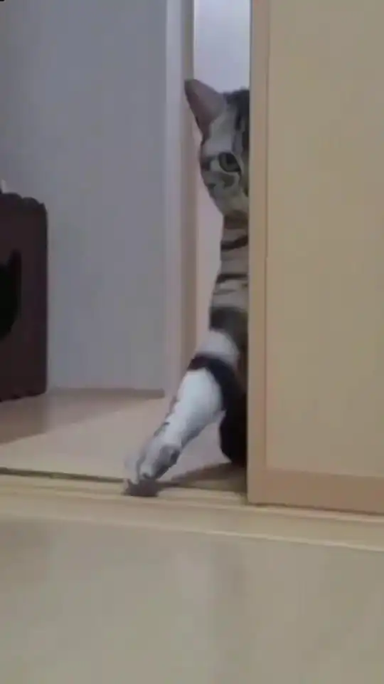 猫咪在违法的边缘试探