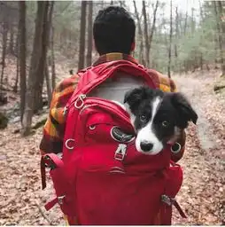 20张图告诉你,为什么旅行要带着汪星人