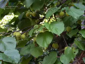 杏叶图册