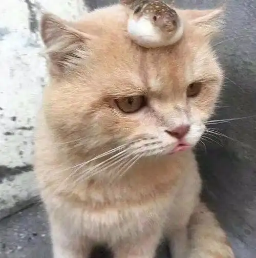 主人忘记给橘猫喂食,猫咪气到叉腰铲屎的,你是要气死本喵吗