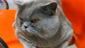 猫猫超可爱