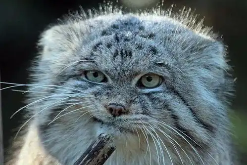 这只猫500万年没有进化过,比狼还凶,人们却把它当成表情包