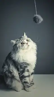 猫咪可爱呆萌毛球逗猫苹果手机高清壁纸1080x1920爱思助手