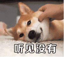 表情包打包很多