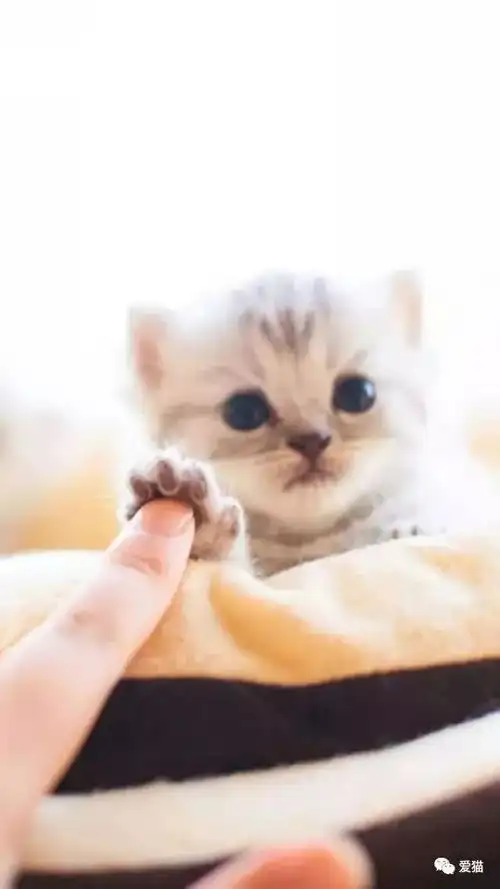 研究称养猫能防癌,好处真太多了