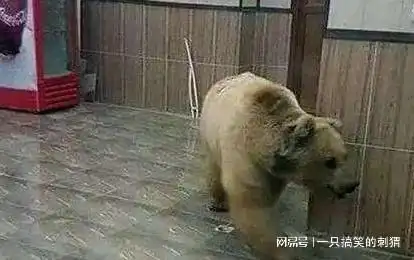 零下71度的俄罗斯,熊都溜进了暖气屋,当地人靠啥御寒