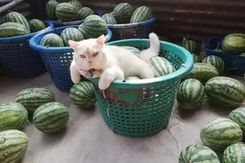 大爱宠物猫狗控的个人展示页