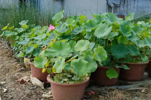 荷花的花语和象征意义,风水代表什么