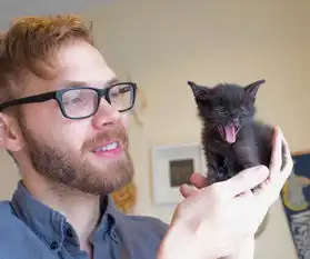 猫咪吃猫薄荷表情大合集吐舌打滚超可爱