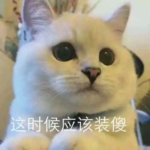 猫咪经济是不是本世纪最大的骗局