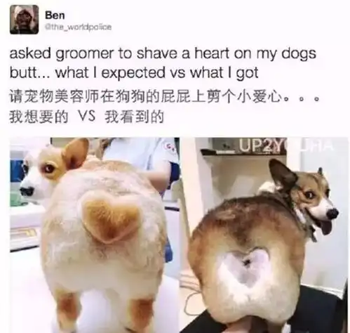 当柯基遇上这样的奇葩主子,只能自叹命运不公了