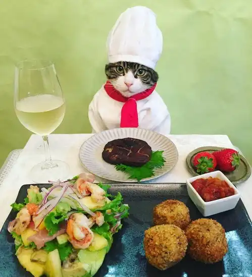时髦精宠物