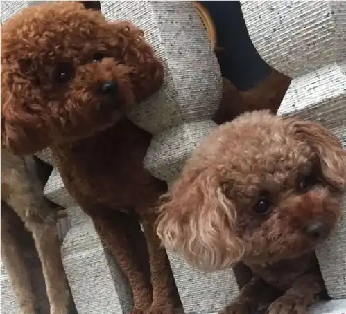 寻狗启示狗狗主人丢失两条爱犬,每天找到凌晨两点,请大家动动手指帮忙一下