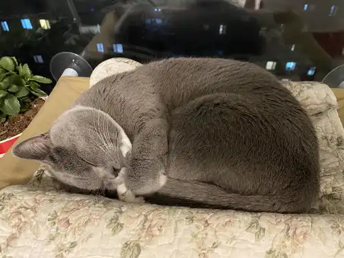 养猫以后手机里多了很多表情包