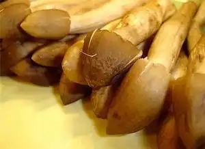 岭南菌王当季,无数食客为之疯狂
