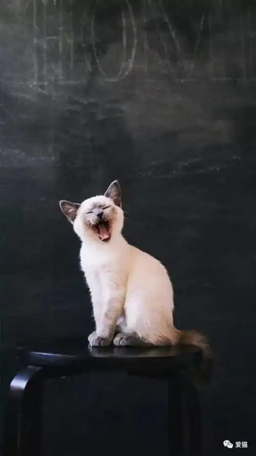 猫奴是最棒的爱人