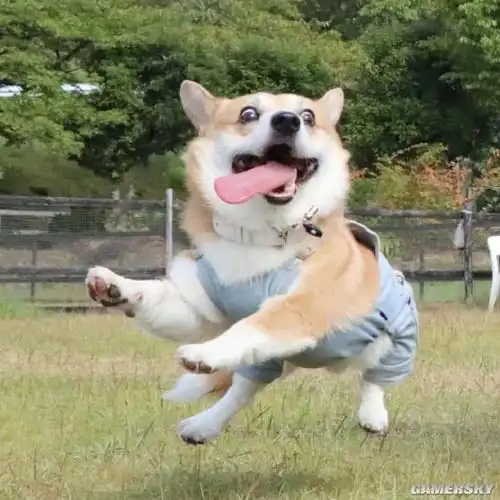 今日快乐源泉猫咪的奇妙洁癖二哈智商碾压