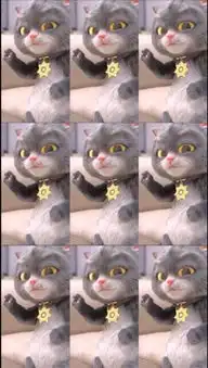 斑布猫的主页快手直播