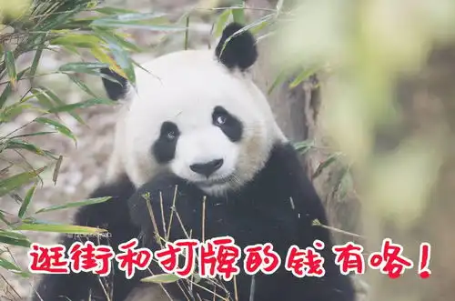 出彩滚滚收好这套滚滚拜年表情包