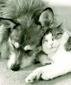 人与动物拯救900只猫咪的狗狗