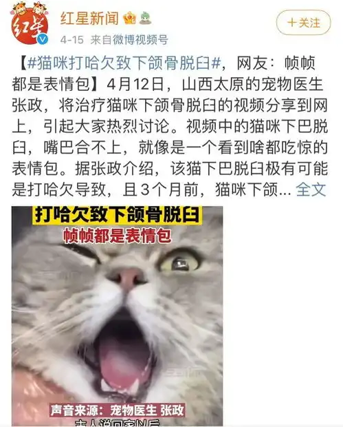 震惊猫猫脸笑翻全网,主人别笑了它很痛苦