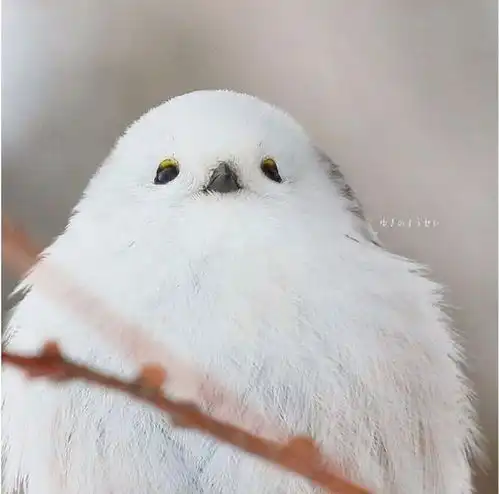 发现一个不知道是狗还是猫的东西
