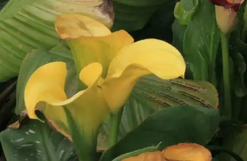 黄花马蹄莲