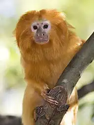 阔鼻驯狐猴相关图片图片