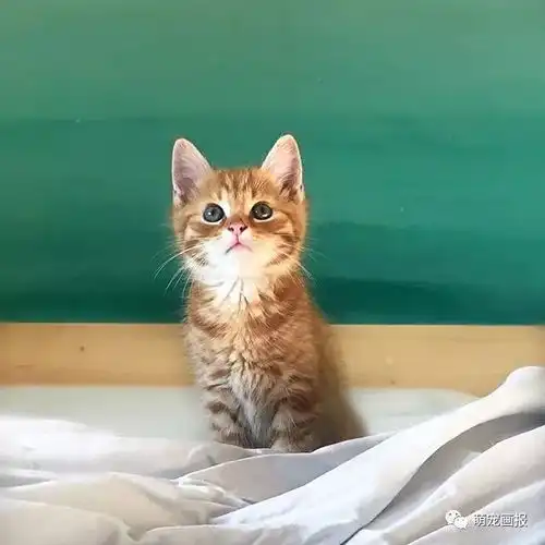 带你认识一枚叫做oscarliam的可爱小橘猫