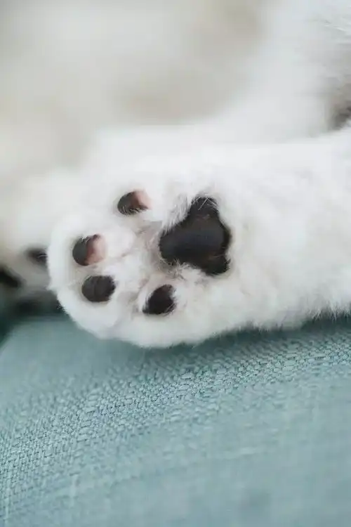 日常吸猫净化灵魂