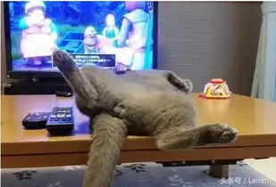 在旁边熟睡的猫,忍不住戳了一下它的蛋蛋可它确实这样的表情