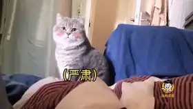 猫咪喝了我的洗脚水后,表情亮了我好像中毒了