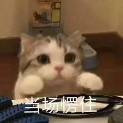 喵喵喵喵喵可爱猫猫表情包