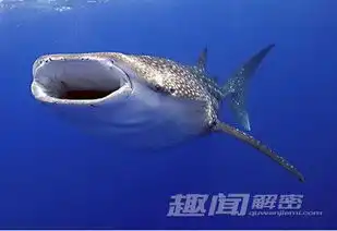 盘点地球上的十大巨型动物