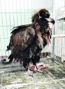 受伤秃鹫空降农家村民与保护部门接力救助