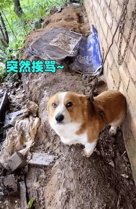 家有喜剧丨柯基走失后被人栓住看鸡,看到主人刹那表情亮了