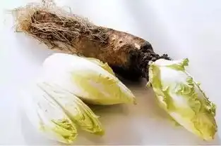 常喝蒲公英水,身体会越来越好,但总有人忘了这6大禁忌