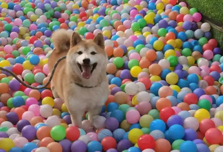 时隔三年柴犬登登再次卖身还债500元起,谁来拯救可爱汪星人