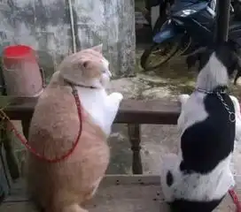 哈尔滨东北虎林园老虎胖成球网友十只橘猫九只胖