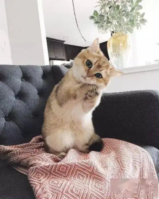 今日吸猫特辑歪头杀