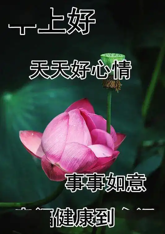 10月9日最漂亮早上好动态表情图片大全,早晨好动图美图大全