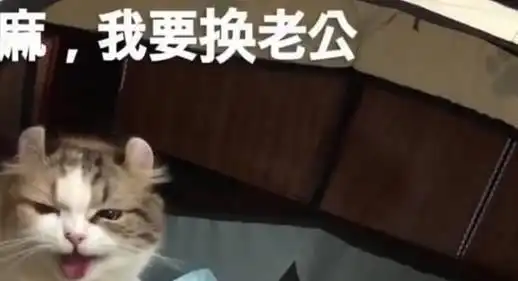 猫咪有老婆后依旧粘人,每天睡前都要抱抱,母猫我要换老公