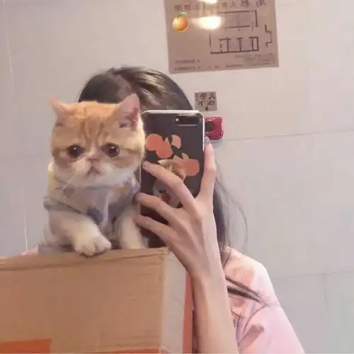 有没有这样类似女子抱着猫的头像