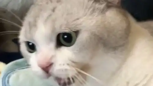 猫咪宁愿抱着主人的手,也不愿意去陪它老婆,太粘人了