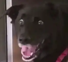 狗狗看见主人一勺子下去,狗头没了,大黑狗的表情亮了