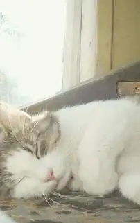 高清萌猫手机壁纸图片